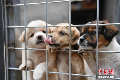 石家庄宠物狗犬舍出售马尔济斯犬狗市场在哪买狗卖狗