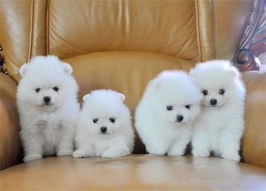 适合家养的五种超小型的宠物犬,你最喜欢哪种呢
