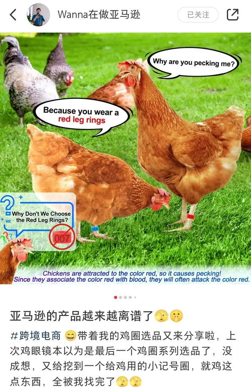 瀛泰七彩山鸡