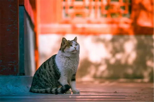 兔子每次吃饭就往外跑,主人觉得不对劲跟踪,它竟在土里藏了宝贝