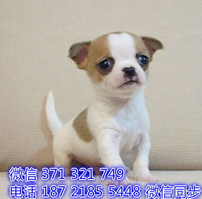 长沙市养犬管理禁养犬只名单