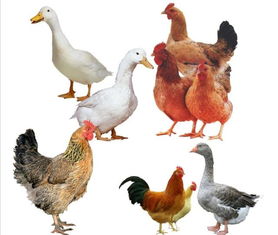 动科学子赴费县进行鸡生产状况调查