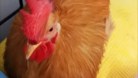 一只爱吃辣油面的鸡,把家禽当宠物,是种什么体验