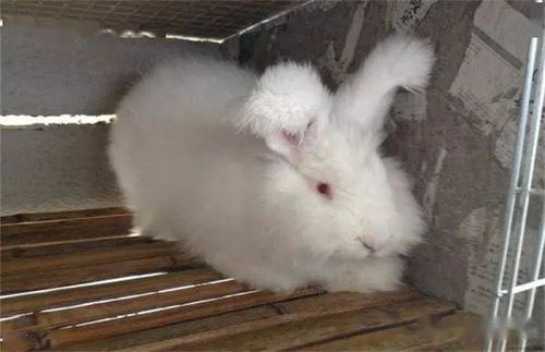 哺乳动物兔子能活多久