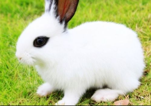 兔子种类有哪些