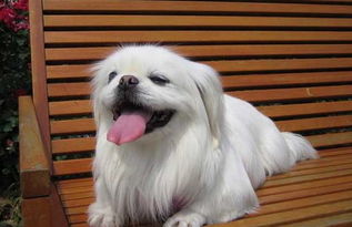 白色小狗宠物素材图片免费下载