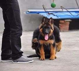 纯种泰迪犬幼犬狗狗微小体茶杯犬宠物幼犬活体贵宾犬宠物狗深红色