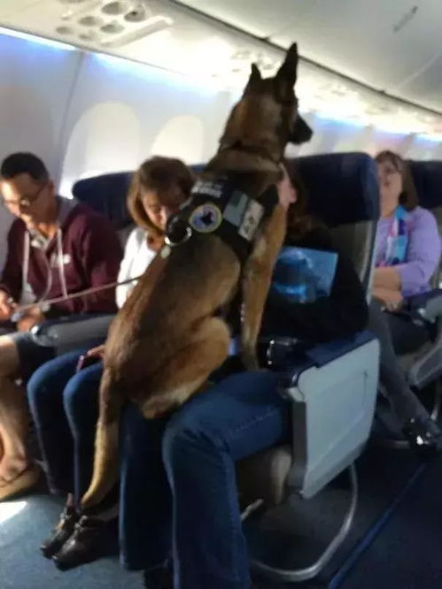 不再是猫狗专利,这种小马也可以作为服务动物坐飞机了