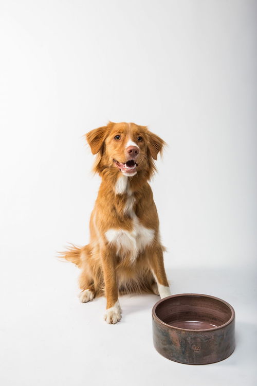 天津犬舍出售纯种罗威纳犬防暴犬大型犬宠物狗狗市场在哪卖狗