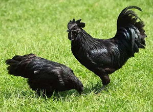 家禽养殖鸡窝鸡圈家禽动物摄影图