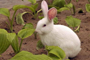 你知道兔子是很乖巧的宠物吗
