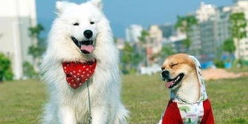 上海免费领养宠物狗