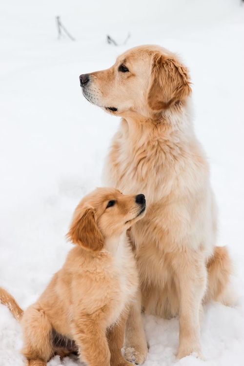 海口宠物狗狗出售纯种博美犬迷你袖珍犬领养茶杯狗