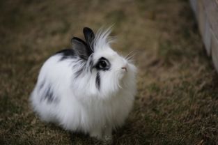 今年是兔年,一起来看荷兰的兔兔吧