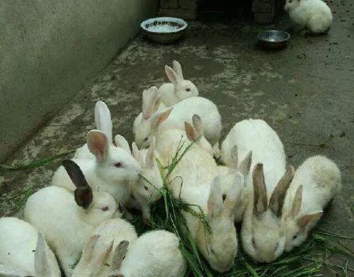 中国兔子品种大全
