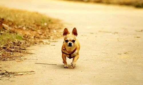 宠物小狗西洋狗导盲犬老人生活素材图片