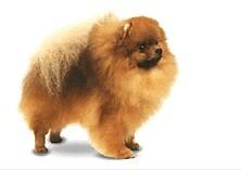 上海犬舍出售纯种金毛犬幼犬活体宠物狗狗领养大型犬