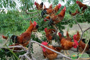 鸟类,鸡,小鸡,家畜,农场,农场动物,饲养,母鸡,家禽,公鸡