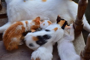 小狗和小猫猫狗动物宠物家居动物图片素材