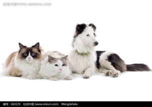 宠物之家宠物店猫狗卡通海报高清素材