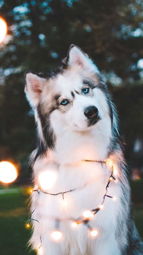 纯种墨西哥苹果头吉娃娃幼犬出售