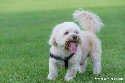 真有那么大差距吗,幼犬和成年犬颜值大对比谁会赢