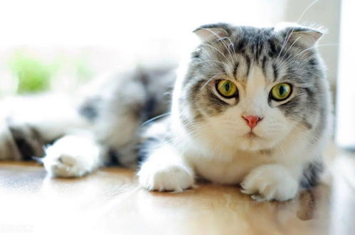 世界上最受欢迎的9种宠物猫,中国狸花猫榜上有名,你养了吗