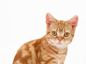 猫奴公认最好养的5种猫,中华田园猫上榜,你家狗在其中吗