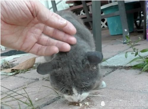 侏儒兔-猫猫兔能长多大