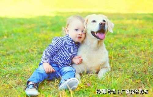 躲在纸袋里的金毛犬图片免费下载