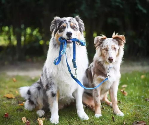 适合家养的陪伴型犬种,哪一个更受大家欢迎