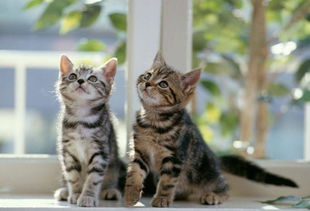 可爱小猫宠物动物世界猫猫动态图片素材