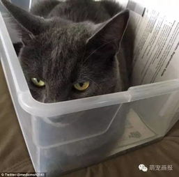 常见宠物猫大全