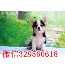 狗粮宠物店商品促销宣传海报高清素材
