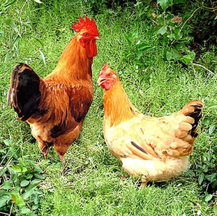 夏天到了,鸡群最容易出现热应激,鸡拉稀,夏天养鸡常见的10个问题