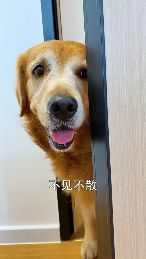 小猎犬资料,小猎犬图片,小猎犬价格