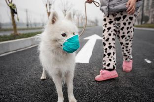 这些萌宠图片绝对是牛圈的一股清流,斗牛犬都是靠颜值吃饭