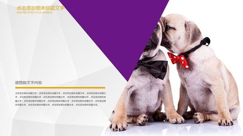 宠物狗南京举行集体婚礼