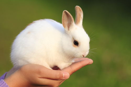 你应该知道的关于照顾一只宠物兔子的事情