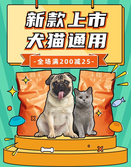中国没有品种宠物猫