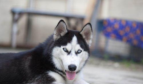 宠物法斗犬萌宠狗狗图片