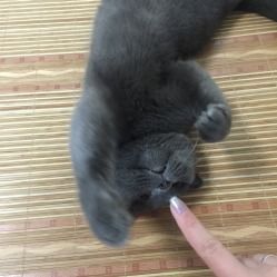 猫条对猫咪有害吗