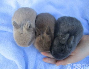 宠物兔子活物大型巨型肉兔小白兔家养成年喜玛拉雅巨兔肉兔活体