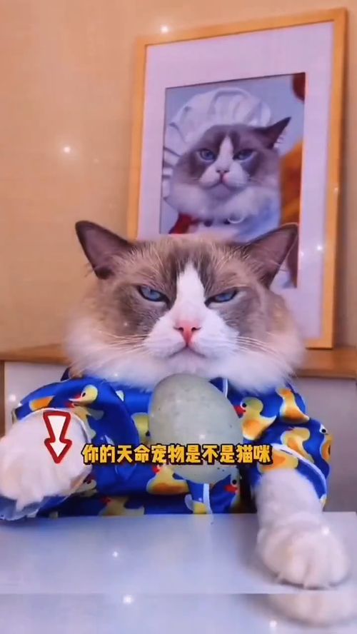 个性十足的宠物猫咪壁纸