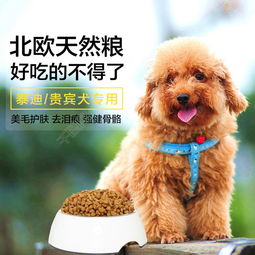 青岛宠物狗狗犬舍出售纯种博美犬迷你袖珍犬小茶杯狗哪里有卖狗市在哪