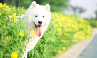 边界牧羊犬可爱宠物拍摄高清图片