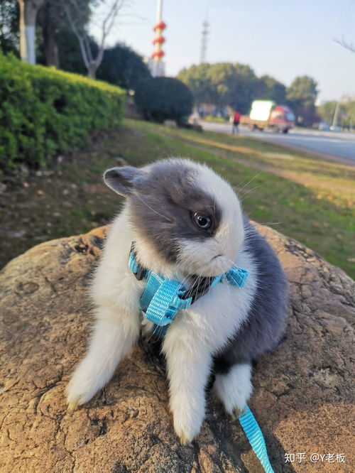 超级可爱宠物兔子荷兰活体垂耳兔宝宝宠物兔纯种折耳兔全程客运