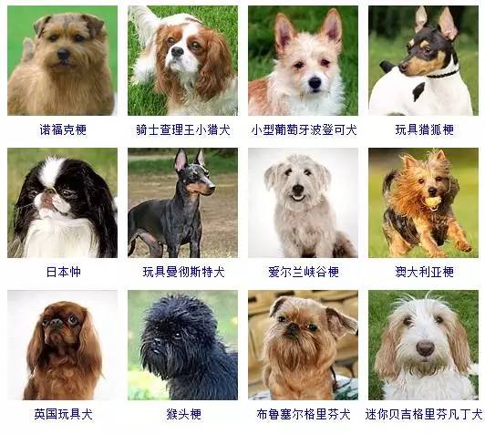 广州宠物狗狗犬舍出售纯种德牧幼犬狗市场在哪