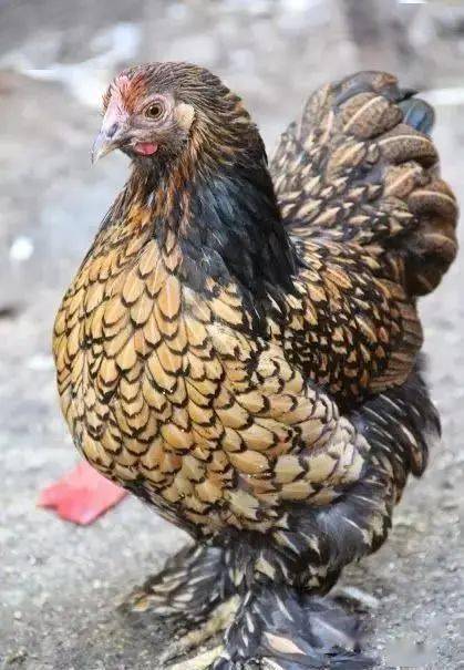 世界上11种最美黑鸡
