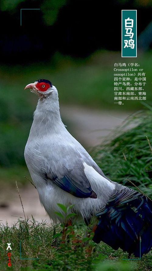日本人将生活了3亿年的生物当宠物,中国人却用来喂鸡